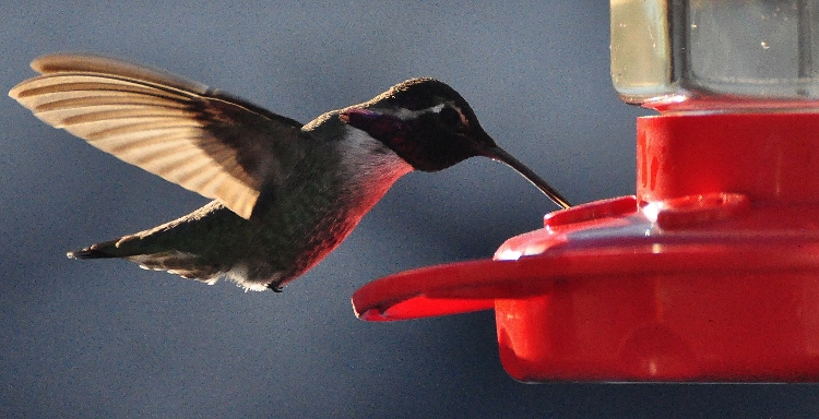 hummingbird at feeder